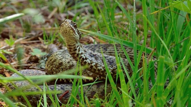 सर्पको बिगबिगी 