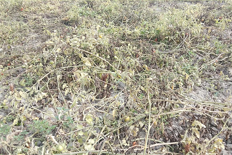 सल्यानमा डढुवा रोगको प्रकोप
