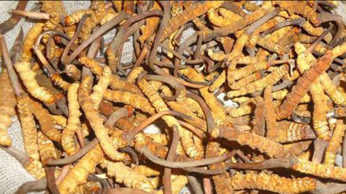  यार्सागुम्बा संकलन गर्न गएका युवकको लेक लागेर मृत्यु