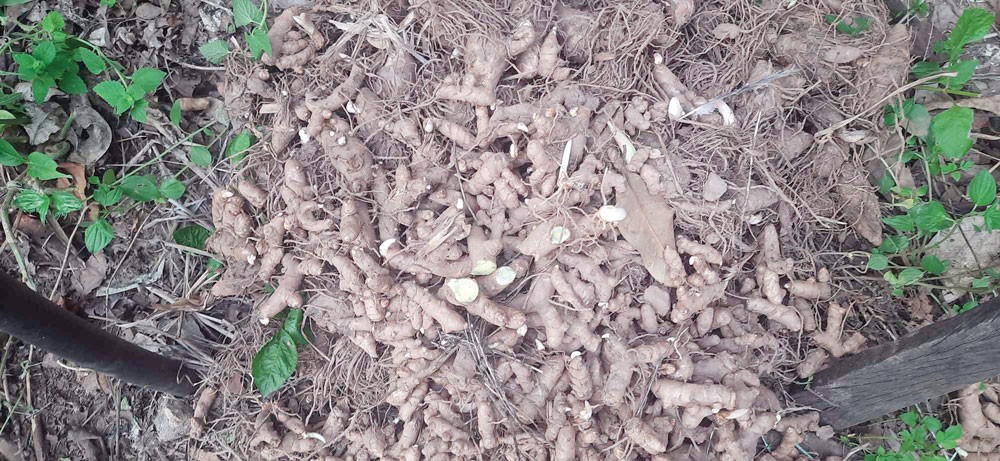 सल्यानमा औषधीय गुणयुक्त कालो बेसारको खेती सुरु