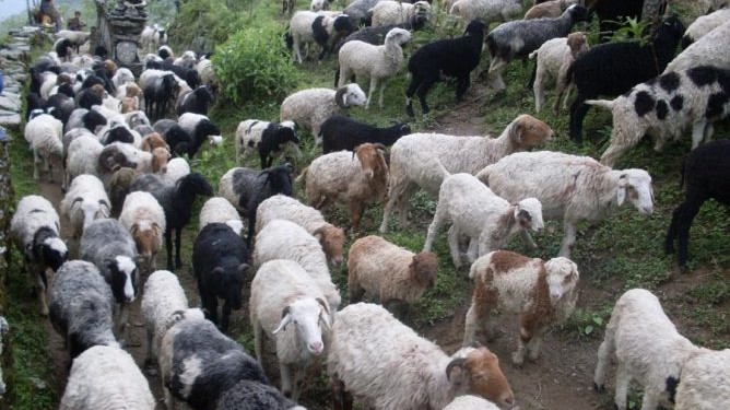 गोठालो भत्ता वितरणमा गुनासो, सूचना अभावले किसान वञ्चित