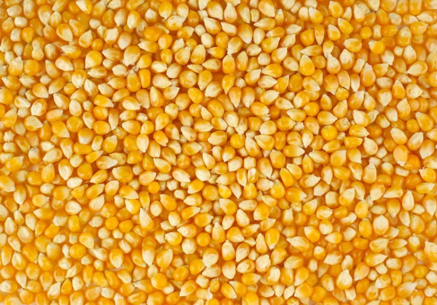 खडेरीपीडितलाई मकैको बीउ वितरण