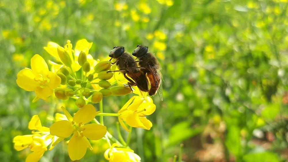 कैलालीमा तोरीको उत्पादन बढ्यो