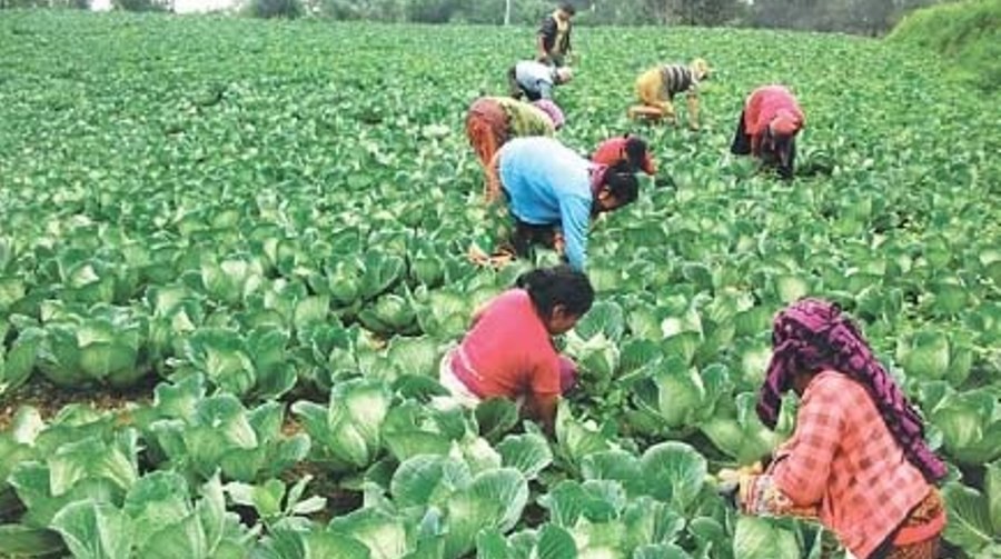 तरकारी, मकै र आलुका पकेट क्षेत्र विकास