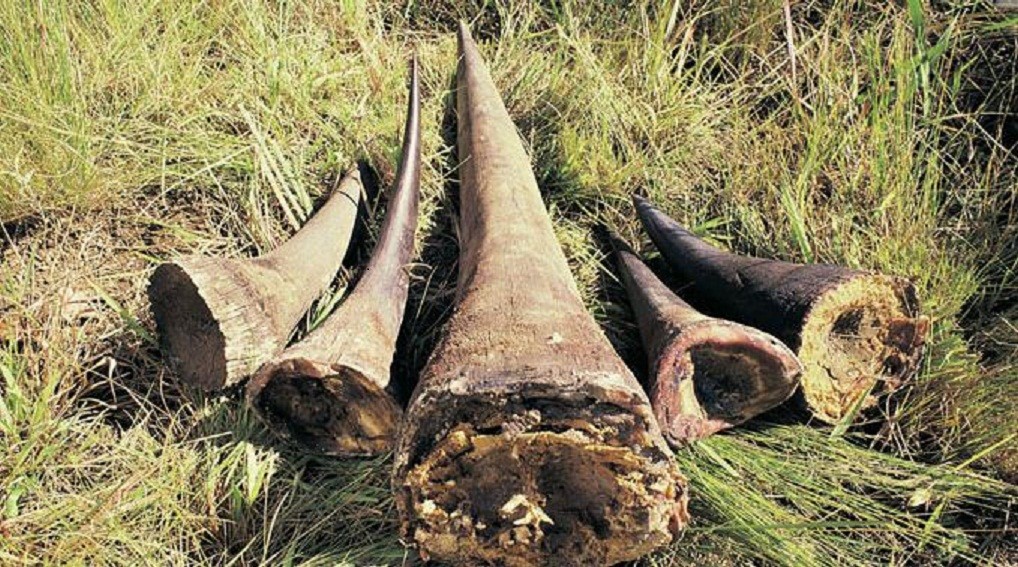 कालिका नगरपालिकामा गैंडाको खाग फेला