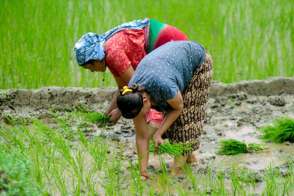 दैलेखमा कोरोनाको मुख्यथलो बन्दै रोपाइँ