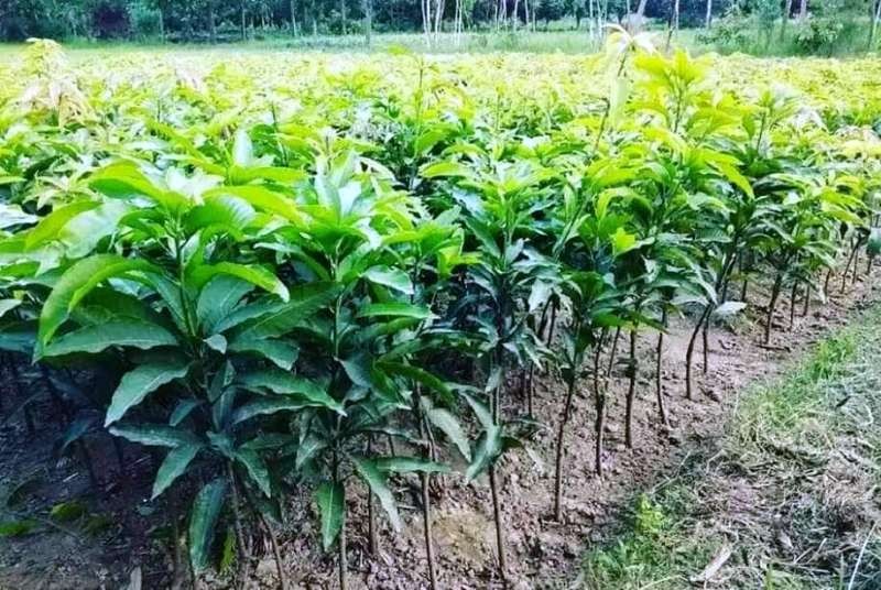 वृक्षा रोपण