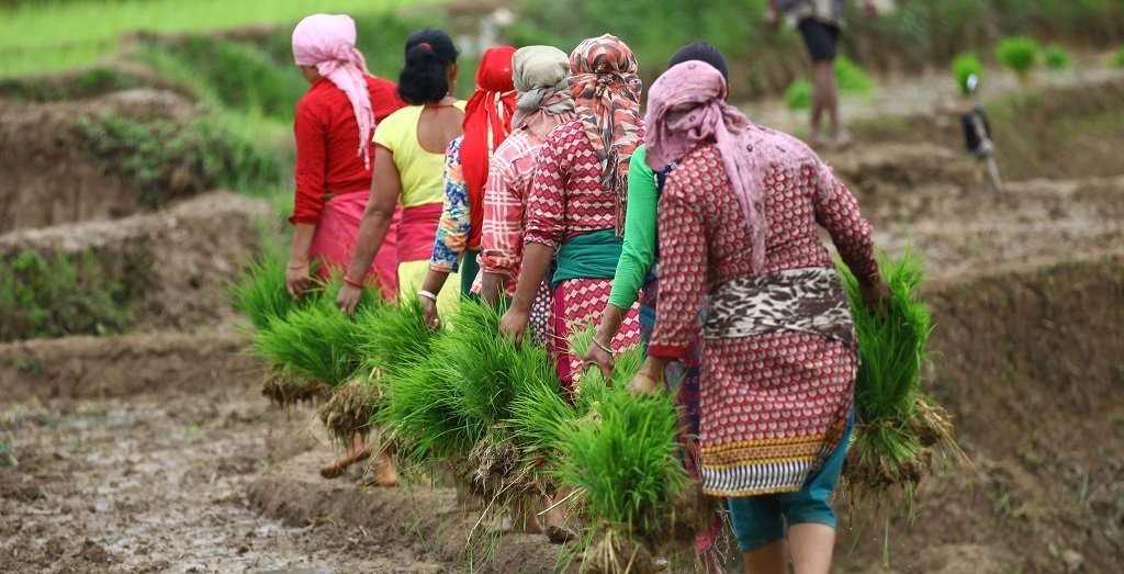 कालीकोटमा ८० प्रतिशत रोपाइँ