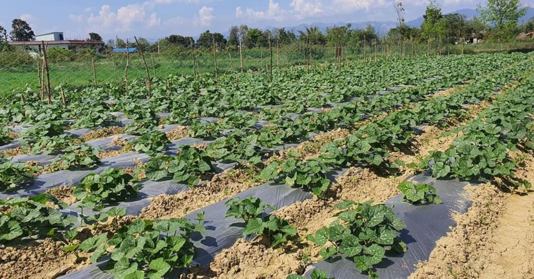 नेपाल एग्रो लाइभद्वारा व्यवसायमैत्री स्मार्ट कृषि प्रविधिमा जोड