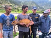 तिला नदीमा बगिरहेको अवस्थामा भेटिएको रतुवा सकुशल उद्धार