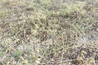 सल्यानमा डढुवा रोगको प्रकोप