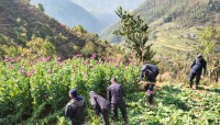 जाजरकोटमा प्रहरीद्वारा अफिम खेती नष्ट