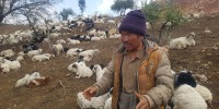  अज्ञात रोगका कारण जाजरकोटमा दुई सयभन्दा बढी भेडा मरे