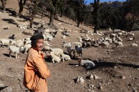 जुम्लामा भेडापालक किसानलाई गोठालो भत्ता