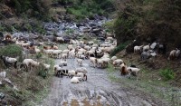 जुम्लामा १० करोड बढीका भेडा तथा खसीबोकाको कारोबार