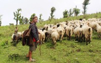 जुम्लाका दुई सय बढी भेडापालक किसानलाई गोठालो भत्ता वितरण