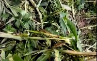 सल्यानमा मकैबाली संकट : बँदेलको उत्पातले सयौँ किसान प्रभावित