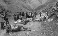 करेन्ट लागेर मुगुमा १० वटा खच्चर मरे