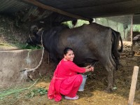 कर्णालीमा ‘दूधमा प्रोत्साहन अनुदान’ प्रभावकारी, किसान लाभान्वित