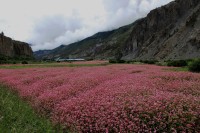 किसान बर्खेबाली भित्र्याउन व्यस्त