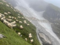 जुम्लाको राक्से पाटनमा १३ भेडा पुरिए