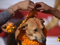 आज तिहारको तेस्रो दिन, कुकुर पूजा गरिँदै