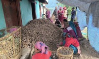 मुसिकोटमा यस वर्ष लसुन उत्पादनमा वृद्धि