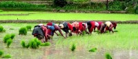 विश्वकै उच्च स्थानमा फल्ने मार्सीधान रोपाइँ सुरु