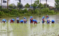 असार १५ : धान दिवस र दही चिउराको सांस्कृतिक पर्व मनाइँदै