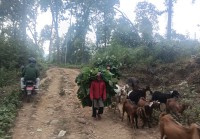 मूलपानी–भुरीगाउँ सडक क्षेत्रका रुख कटानको प्रक्रिया अघि बढ्यो