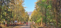 आहा  ! सडक किनारमा ढकमक्क फुलेका फूलहरु