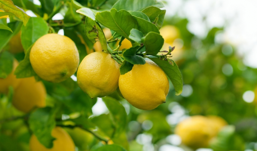 मुख्यमन्त्री रोजगार कार्यक्रम : सीपसँगै स्वरोजगार 