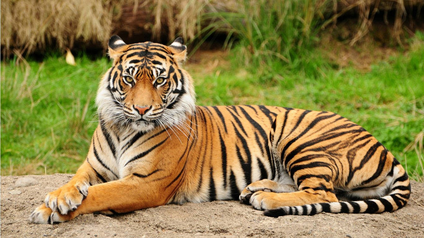 बाघ हेर्न आउने आन्तरिक पर्यटकको घुइँचो