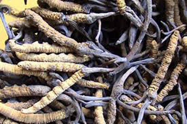 जडीबुटीले बाँचेका छन् कर्णालीका संक्रमित