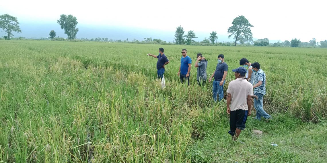 भारतबाट आएको हात्तीले धानबाली नष्ट 