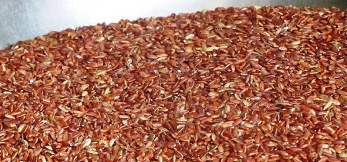 मार्सी धानको बीउ बेर्नामा छरेर जुम्लामा मनाइयो धान दिवस