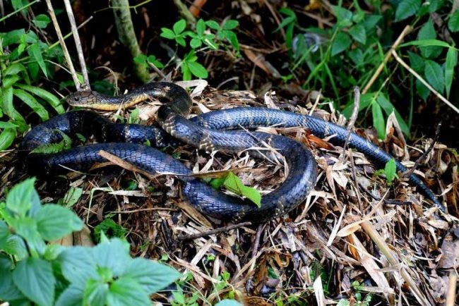 बागलुङमा किङ कोब्रा भेटियो