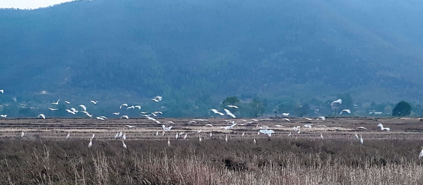 आहाराको खोजीमा बकुला