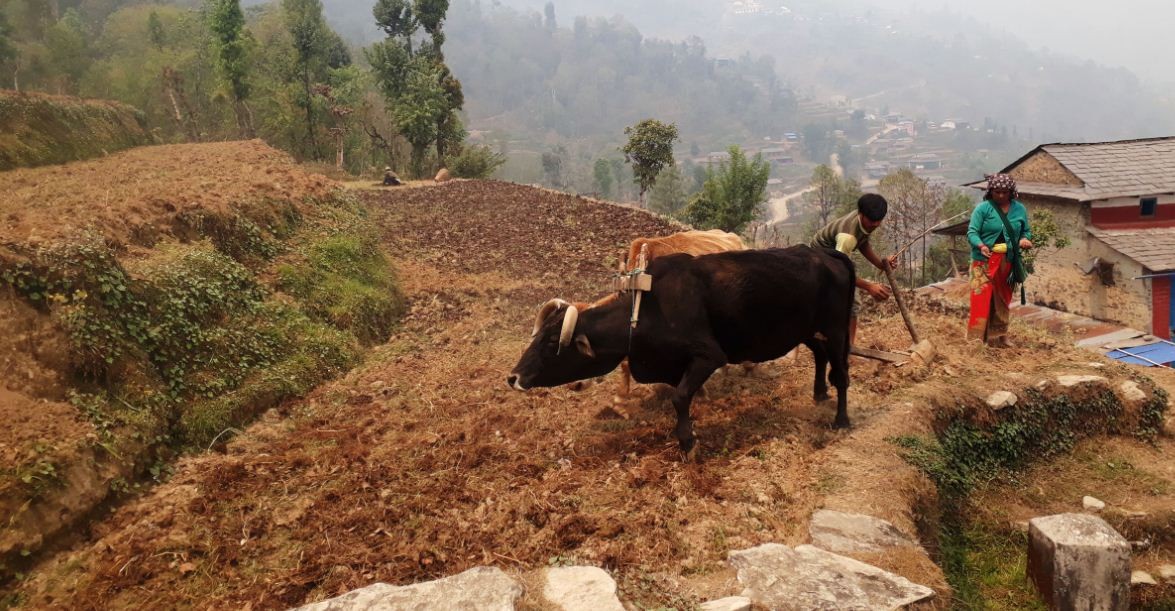 बारीमा मकै छर्दै किसान