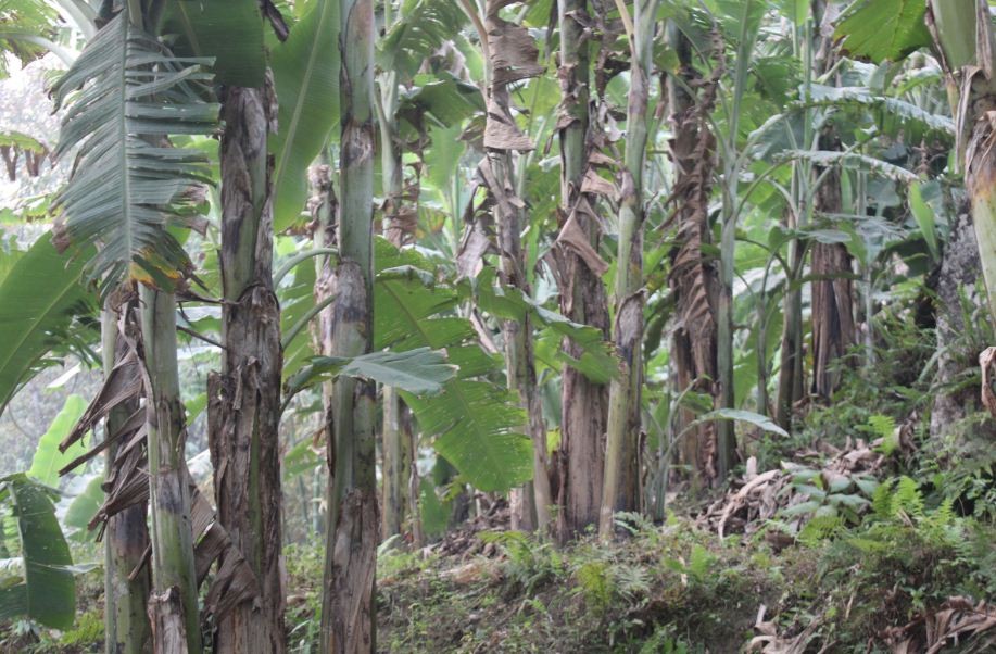 केरामा रोग