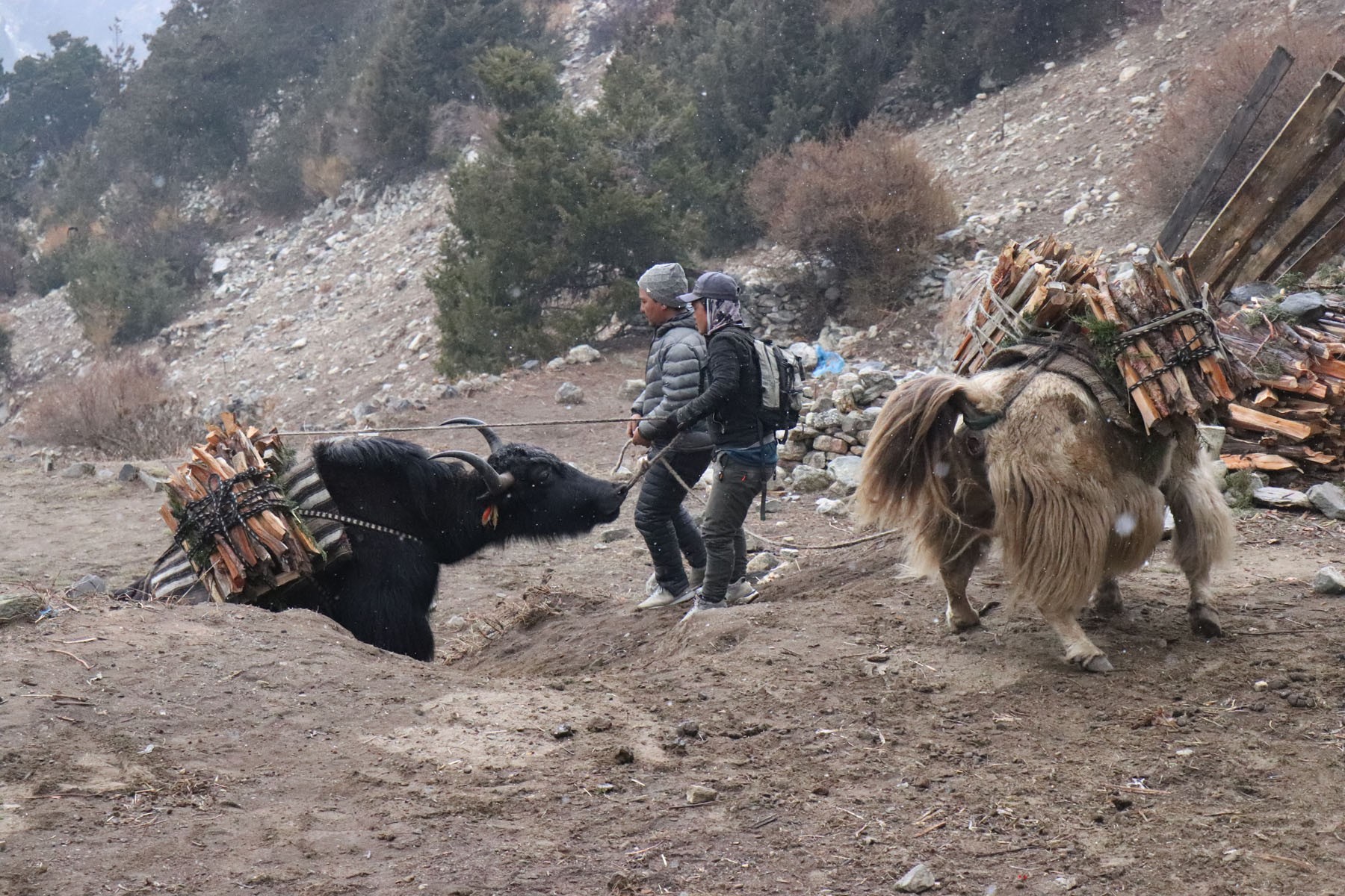 भारी बोक्दै गरेका याक