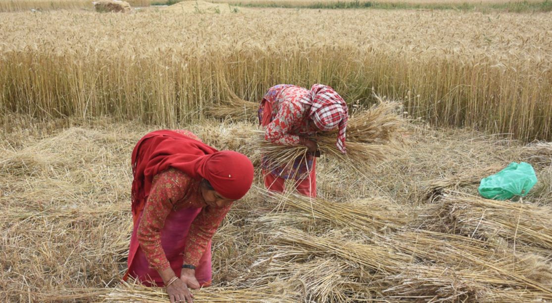 जुम्लाका किसानलाई जौ भित्र्याउने चटारो