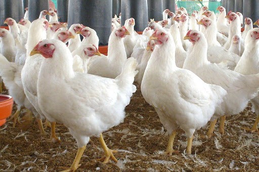 बिकेन कुखुरा, मारमा किसान