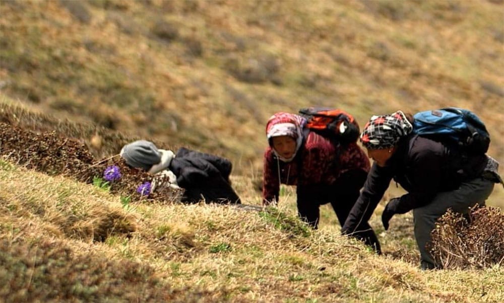 यार्सागुम्बा संकलनमा व्यस्त मुगुका बासिन्दा