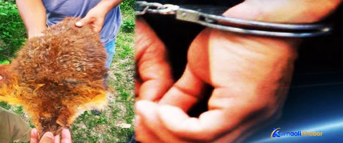 रेडपाण्डाको छालासहित एक युवक पक्राउ