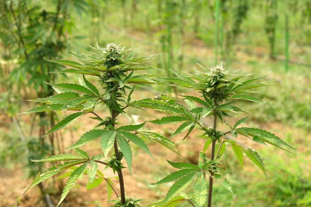 गाँजा फुकुवाको माग गर्दै कर्णालीका युवा