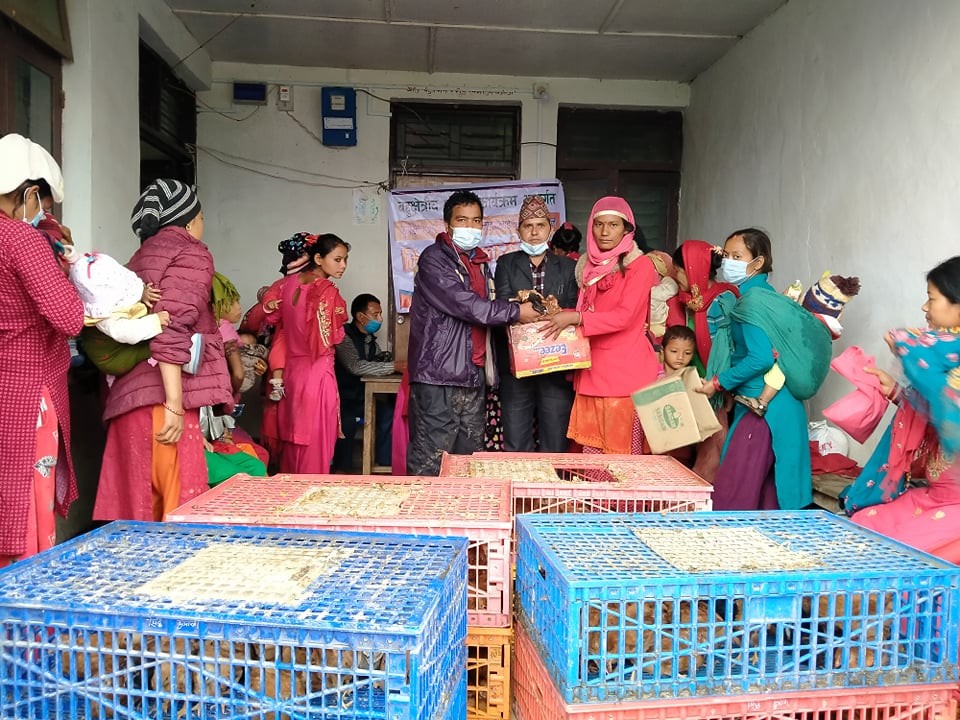 सल्यानमा हजार दिनका आमालाई निशुल्क कुखुरा