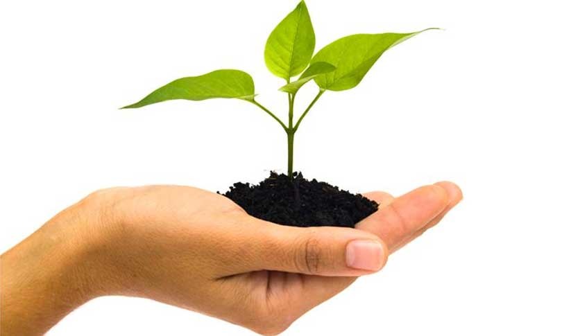 ‘बिरुवा रोप्ने मात्र नभई संरक्षणमा ध्यान दिऔँ’