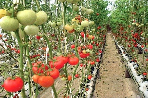 हाइड्रोपोनिक’ प्रविधिबाट तरकारी खेती