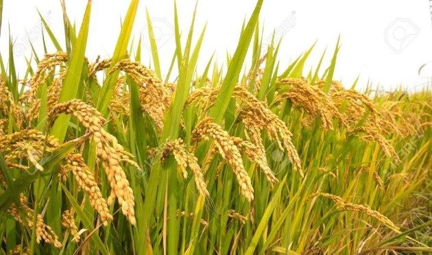 चैते धान भित्र्याउने किसानलाई चटारो